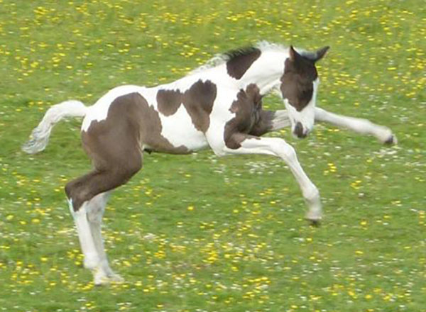 Coloured Sport Horse Foals